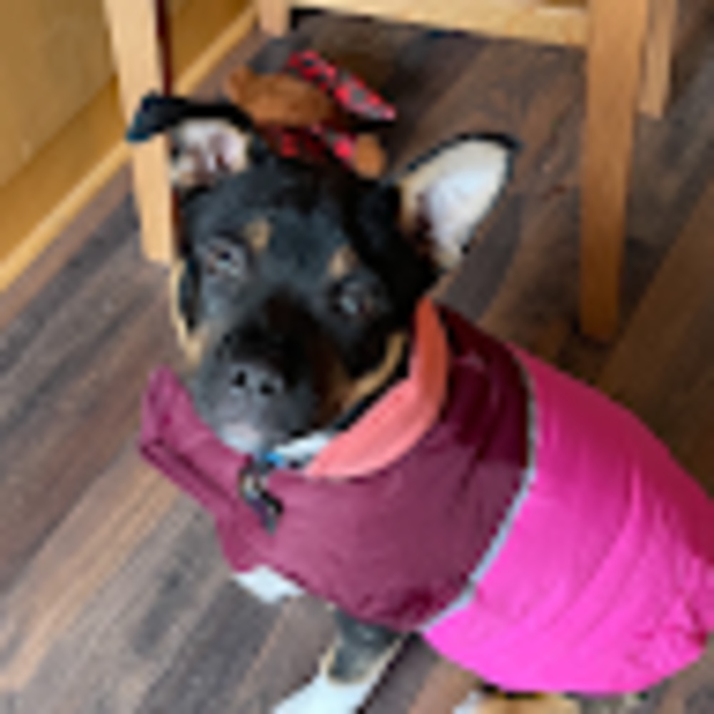 Meet your Posher, Mia